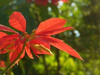 Close-up of red flowering plant