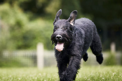 Dog running in grass. black giant schnauzer sprinting on meadow during summer day.