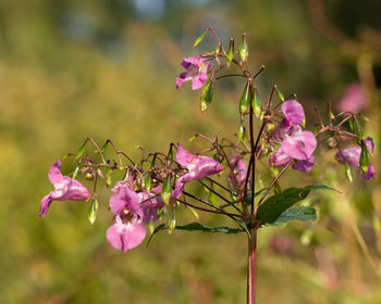 Close-up of pink flowers blooming outdoors