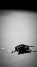 Close-up of fly on table