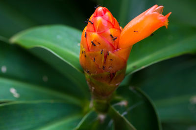 Close-up of orange flower