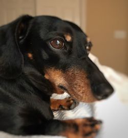 Close-up portrait of dog