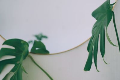 Close-up of green leaves on plant against wall