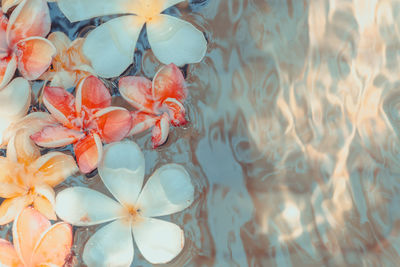 A group of flowering plumeria flowers floating on the surface is associated with the spa.