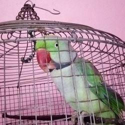 Close-up of bird perching in cage