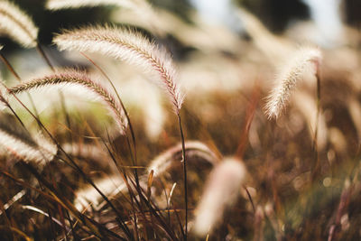 Close-up of stalks in field