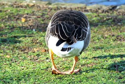 Close-up of bird on field