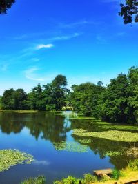 Reflection of trees in calm lake