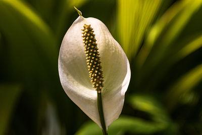 Close-up of white lily on plant