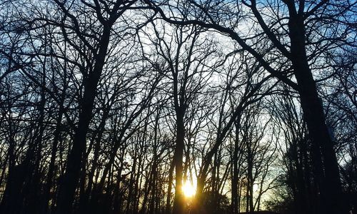 Low angle view of bare trees against sky