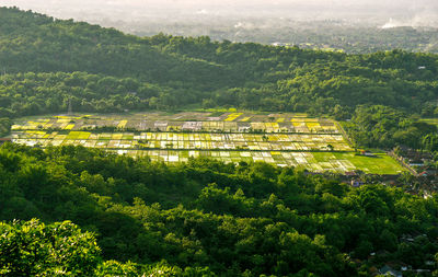 Scenic view of green landscape