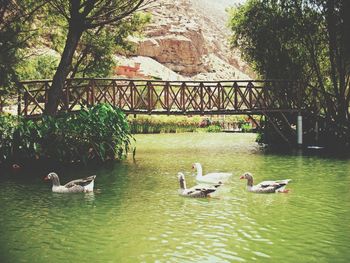 Swans swimming in lake