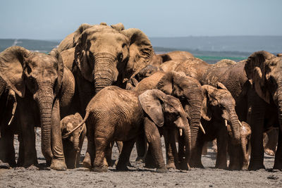 Elephant on shore against sky