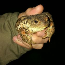 Close-up of hand holding lizard