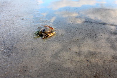 Close-up of crab on sand