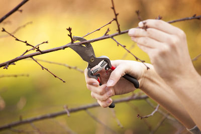 Cropped hands cutting branches with pliers