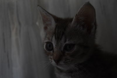 Close-up portrait of a cat