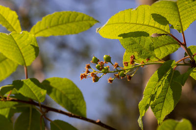 Close-up of fresh green leaves on plant