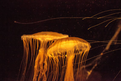 Close-up of jellyfishes swimming in sea