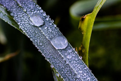 Close-up of raindrops on plant