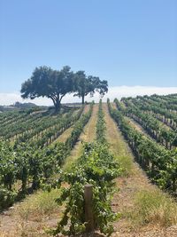 Scenic view of vineyard against clear sky