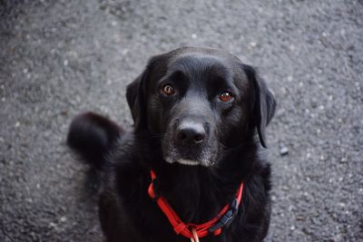 High angle portrait of black dog