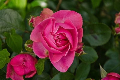 Close-up of pink rose