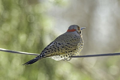 Close-up of northern flicker bird perching on cable