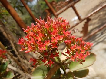 Close-up of red flowers