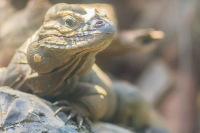 Close-up of a lizard