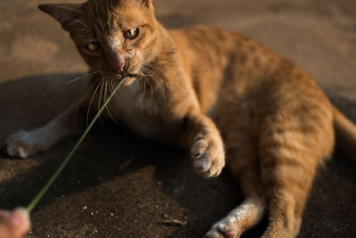 Close-up of a cat looking away