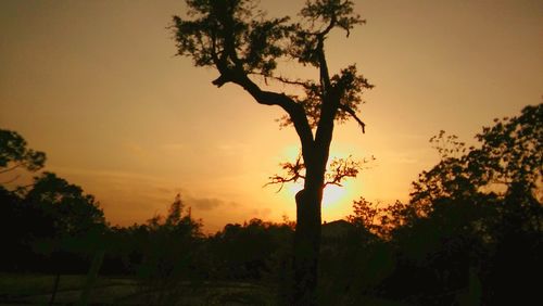 Silhouette trees on landscape against sky at sunset