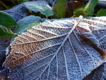 Close-up of maple leaf during winter