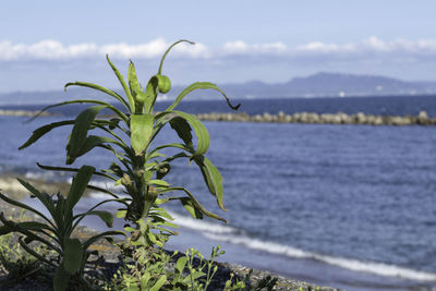 Close-up of plant by sea against sky