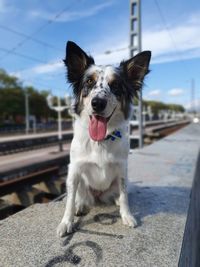 Border collie waiting for the train