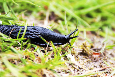 Close-up of grasshopper on a land