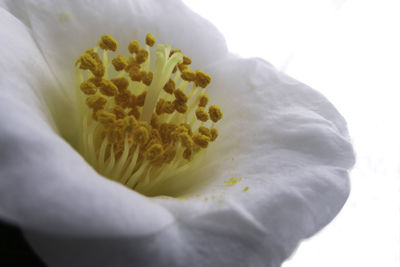 Close-up of white flowering plant