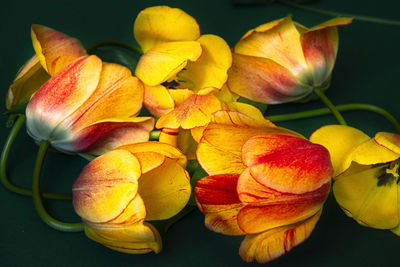 Close-up of red flower