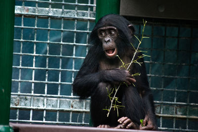 Portrait of a monkey looking away in zoo   