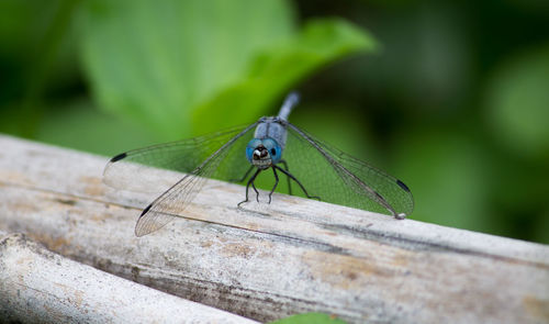 Close-up of insect on wood