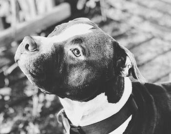 Close-up of a dog looking away