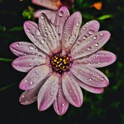 Close-up of wet purple flower