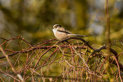 Close-up of bird perching on branch