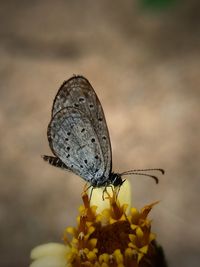 Close-up of butterfly pollinating on flower