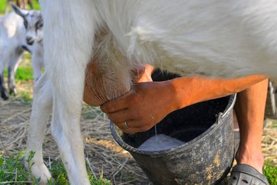 Pov of a dairy farmer hands milking goat. farmer milking a goat on a dairy farm.  an owner milking