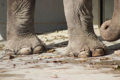 Close-up of elephant