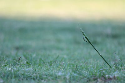 Close-up of insect on grass