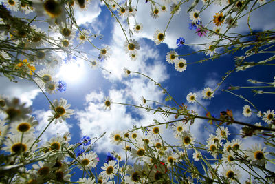 Low angle view of blooming tree