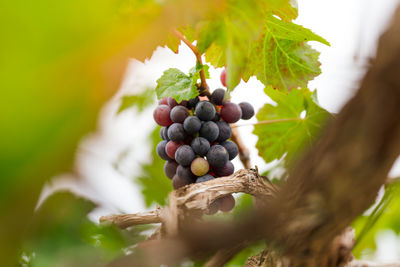 Close-up of grapes growing on tree