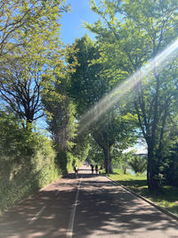 Road amidst trees in forest on sunny day